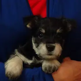 MALE Wauzer at 6 weeks old