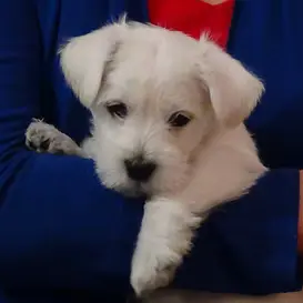 MALE Wauzer at 6weeks old