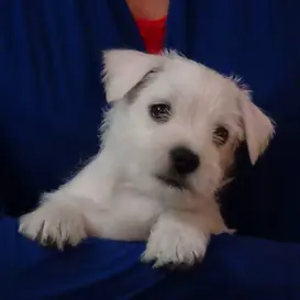 FEMALE Wauzer at 6 weeks old