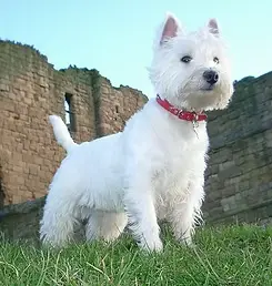 West Highland Terrier