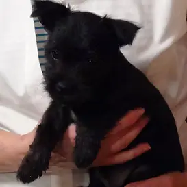 FEMALE Wauzer at 7 weeks old